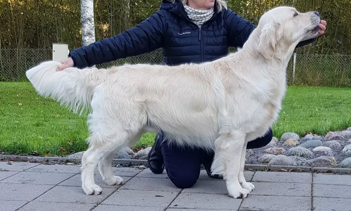 hugo