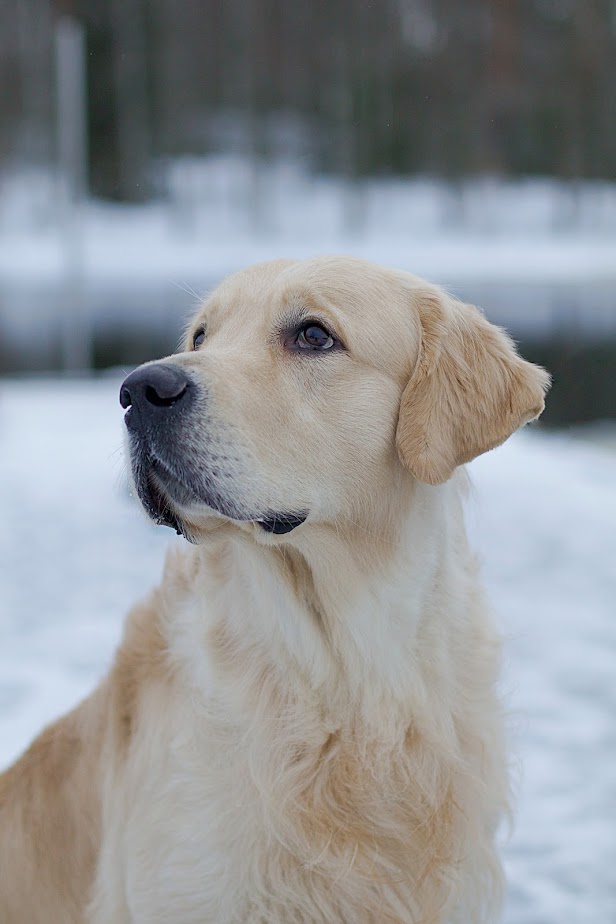 teppo